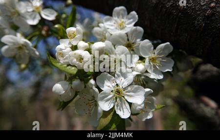Blühender Birnenbaum im Frühling Stockfoto