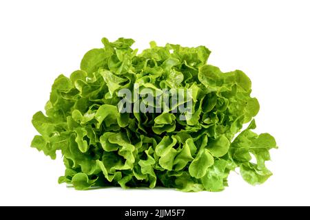 Frisch geernteter frischer Salat auf isoliertem weißem Hintergrund Stockfoto