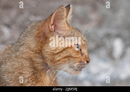 Eine Nahaufnahme einer Ingwerkatze im Freien während des Tages Stockfoto