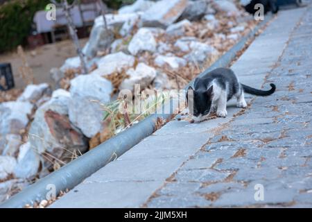 Die Nahaufnahme einer schwarz-weißen Fellkatze, die etwas auf dem Boden frisst Stockfoto