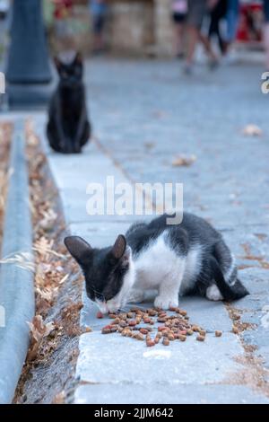 Die vertikale selektive Fokusaufnahme einer niedlichen kleinen schwarz-weißen Fellkatze, die etwas vom Boden frisst, und einer schwarzen Katze, die im Hintergrund sitzt Stockfoto