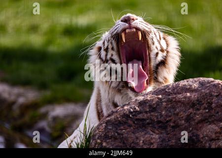 Ein weißer, albino-bengalischer Tiger brüllt mit weit offenem Mund. . Vom Aussterben bedrohte Tiere. Aufnahme bei natürlichem, weichem Licht. Stockfoto