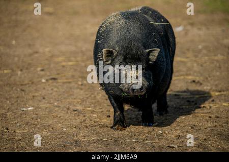 Ein schwarzes Wildschwein, das unter hellem Sonnenlicht auf einem Boden steht Stockfoto