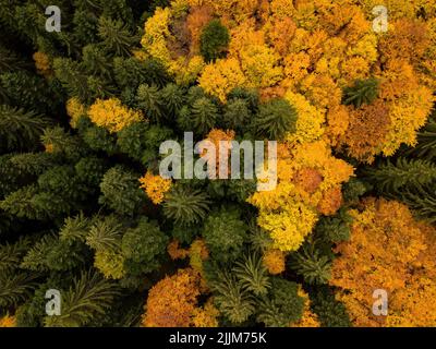 Eine Luftaufnahme der gelb-grünen Herbstbäume auf einem Berg in Blagoevgrad, Bulgarien Stockfoto