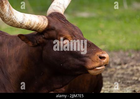 Watussi-Rinder ruhen auf den Fahrerlager. Afrikanische Nutztiere. Foto aufgenommen an einem sonnigen Tag, natürliches Licht. Stockfoto