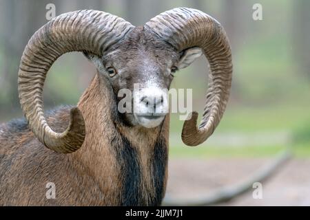 Eine Nahaufnahme eines männlichen europäischen Mufflons, Ovis aries musimon. Stockfoto