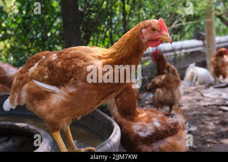 Nahaufnahme neugieriger Freilandhühner auf Bio-Familienfarm mit Blick auf die Zukunft Stockfoto