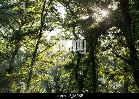 Blick von oben auf den Wald. Sonnenlicht durch die Blätter. Stockfoto