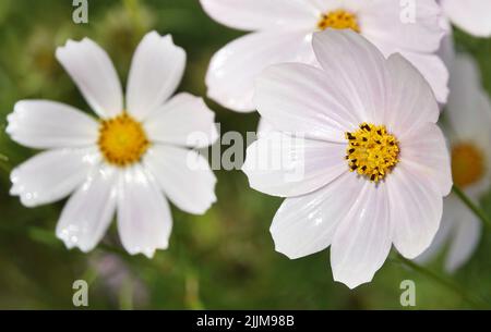 Kosmeya-Blüten aus der Nähe sind sehr zart und schön Stockfoto