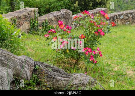 Die rosa Blüten blühen in Beaumont, Ardeche, Frankreich Stockfoto