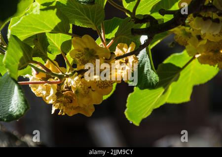 Die Blumen von Kiwi in Ardeche, Frankreich Stockfoto