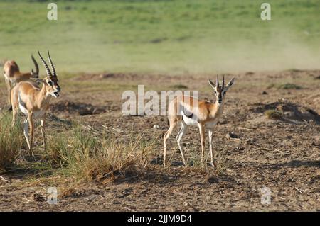 Eine Gruppe von Impalas auf dem Feld an einem sonnigen Tag Stockfoto