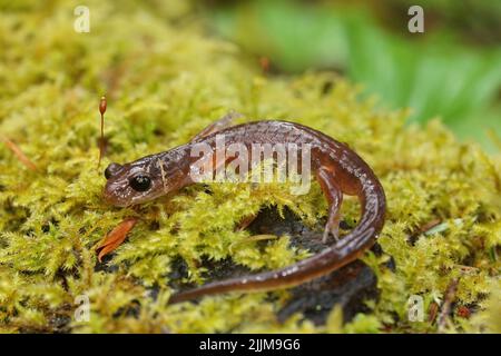 Nahaufnahme eines erwachsenen kalifornischen Ensatina eschschscholtzii-Salamanders aus Oregon, der auf grünem Moos sitzt Stockfoto