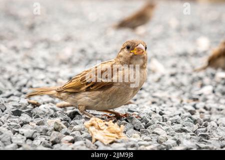 Weibliche braune Haussparrow, die auf grauem Kies steht. Stockfoto