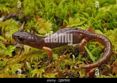 Nahaufnahme einer erwachsenen Ensatina eschschschscholtzii salamander, die auf grünem Moos sitzt Stockfoto