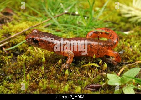 Nahaufnahme eines farbenprächtigen roten Ensatina eschschschscholtzii Salamanders aus Nordkalifornien, der auf grünem Moos sitzt Stockfoto