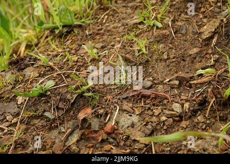 Nahaufnahme eines Jugendlichen Ensatina eschschschscholtzii salamander, der auf einer Hügelseite inmitten einiger Steine in Nordkalifornien sitzt Stockfoto