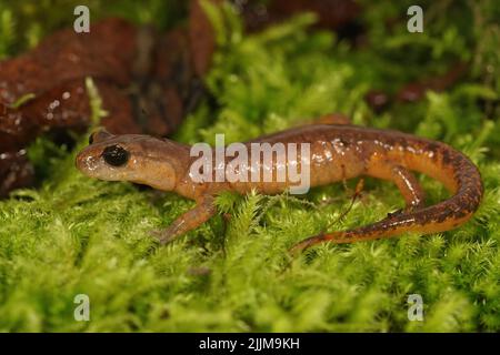 Laterale Nahaufnahme eines erwachsenen, fast roten, kalifornischen Ensatina eschschscholtzii-Salamanders aus Nordkalifornien Stockfoto