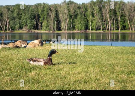 Mallard Ente sitzt im grünen Gras im Park neben dem Mississippi River, USA Stockfoto