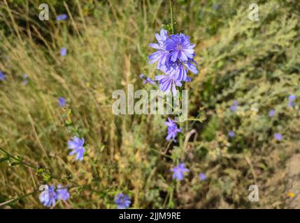 Kornblume am Straßenrand Stockfoto