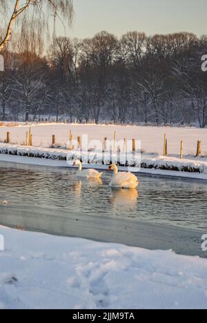 Eine vertikale Aufnahme von zwei weißen Schwanen, die im Fluss gegen das schneebedeckte Ufer schwimmen Stockfoto