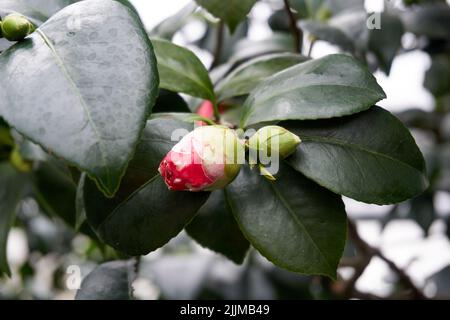 Eine Nahaufnahme einer japanischen Kamelienknospe Stockfoto