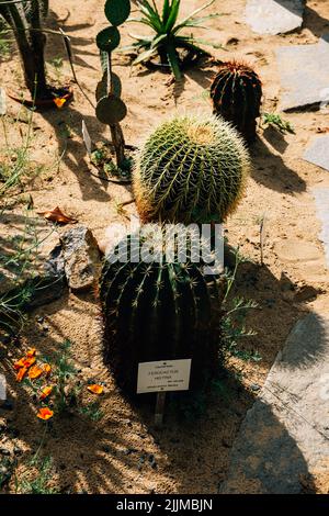 Eine vertikale Nahaufnahme der verschiedenen Arten von Kakteen, die im Garten wachsen. Stockfoto