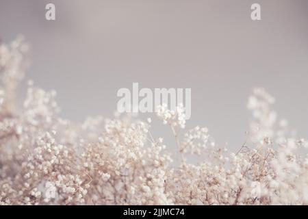 Blumenmuster in trockener Gras-beige-Farbe Stockfoto