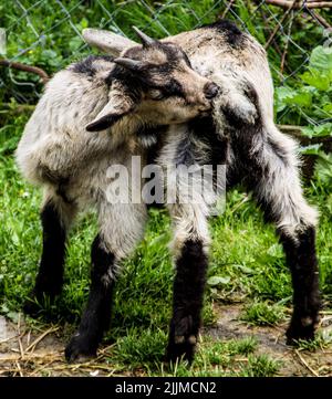 Eine Nahaufnahme einer Ziege, die ihren eigenen Schwanz leckt Stockfoto