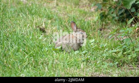 Europäischer Hase (Oryctolagus cuniculus) oder coney im Gras sitzend Stockfoto