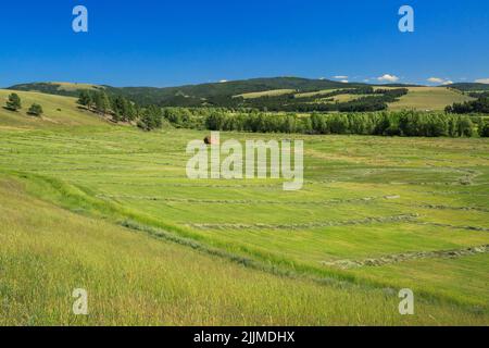 Frisch geschnittenes Heufeld in der Nähe von avon, montana Stockfoto
