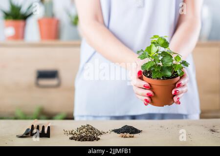 Denken Sie grün Indoor Gartenarbeit Hobby Frau repotting Stockfoto