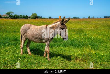 Nahaufnahme eines grauen Esels Stockfoto