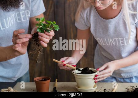 Freiwillige Garten Lifestyle Keimling Keimung Stockfoto