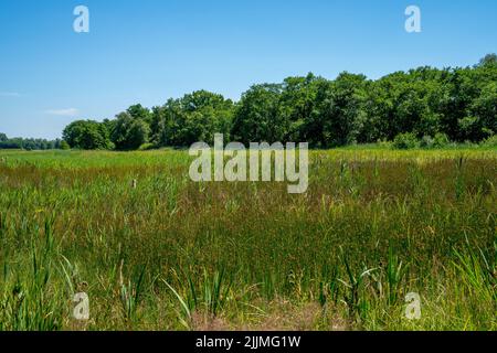 Feuchtgebiet mit gewöhnlicher Weichheit (Juncus effusus) und gewöhnlicher Rohrkolben (Typha latifolia) in den Niederlanden Stockfoto