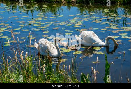 Schwanenpaar mit ihren Küken (Cygnus) Stockfoto