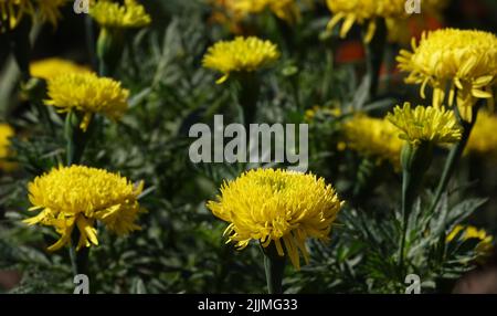 Blumen Marigolds fantastische Nahaufnahme sehr zart und schön Stockfoto