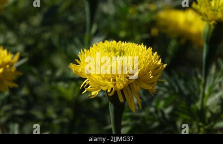 Blumen Marigolds fantastische Nahaufnahme sehr zart und schön Stockfoto