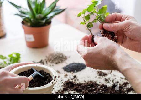 Wohnung Gartenarbeit Zimmerpflanze Erdreich Werkzeuge Stockfoto