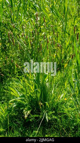 Nahaufnahme des Bananenwegels (Plantago lanceolata), auch bekannt als Schmalblatt- oder englischer Kochbananen, Ribleaf, Lammzunge, Buckhorn Stockfoto