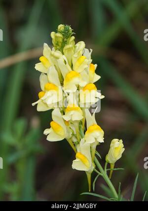 Blumen Lionok gewöhnliche Nahaufnahme sehr zart und schön Stockfoto