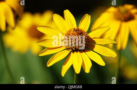 Nahaufnahme die Blumen von Geleopsis sind sehr zart und schön Stockfoto