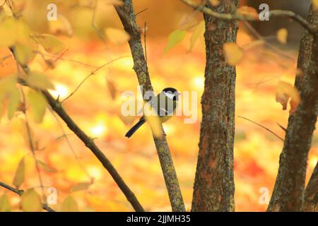 Ein Rotkehlchen auf dem Herbstbaum, verlässt den Park Stockfoto