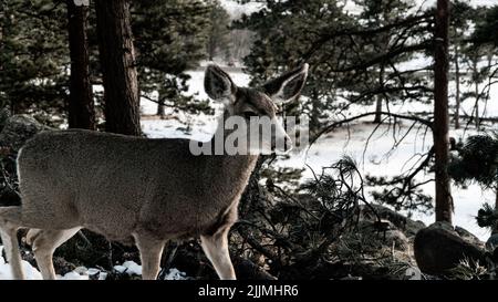 Eine Graustufenaufnahme eines Weißschwanzhirsches in den felsigen Bergen in Colorado im Estes Park. Stockfoto