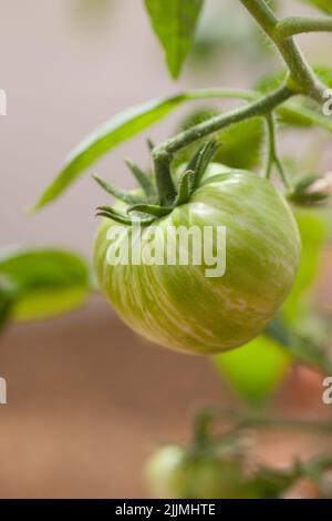 Frisch anbauende Rebsorte "Vintage Wine" eine gestreifte Beefsteak-Tomate, die in der Sommersonne auf Weinreben wächst. Stockfoto