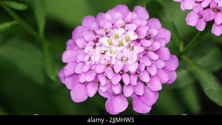 Iberis Blumen aus der Nähe schön und zart Stockfoto