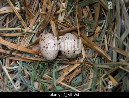 Nest und Eier von Moorhen, auch bekannt als Common Moorhen, Gallinula chloropus, Brent Reservoir, London, Vereinigtes Königreich, Britische Inseln Stockfoto