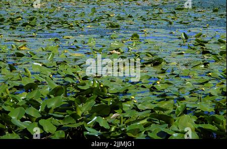 Flussrückwasser mit Blättern und Sumpfschlamm am Ufer Stockfoto