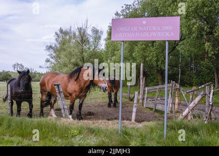 Pferde auf einem Weideland in WeGrow County, Woiwodschaft Masowien in Polen, Zeichen des Natura 2000 Naturschutzgebietes Stockfoto