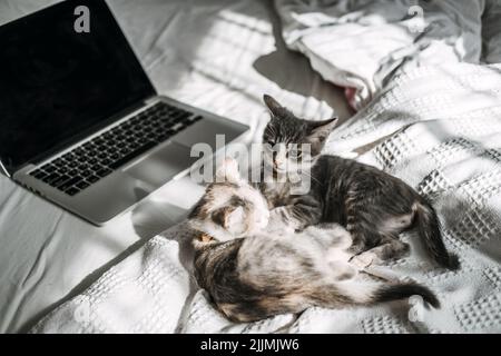 Zwei glücklich ausgezüchtete Obdachlose adoptierten graue Kätzchen, die in der Nähe des Laptops im Bett zu Hause im Sonnenlicht spielten. Stockfoto